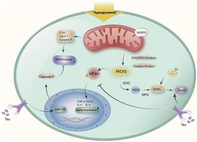 Active role of amino acid metabolism in early diagnosis and treatment of diabetic kidney disease